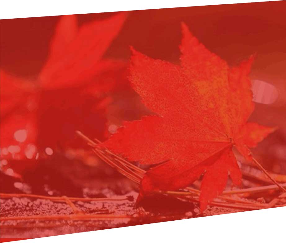 草莓软件视频公司简介背景图